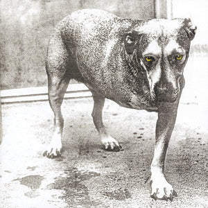 Alice in Chains - S/T CD NEW