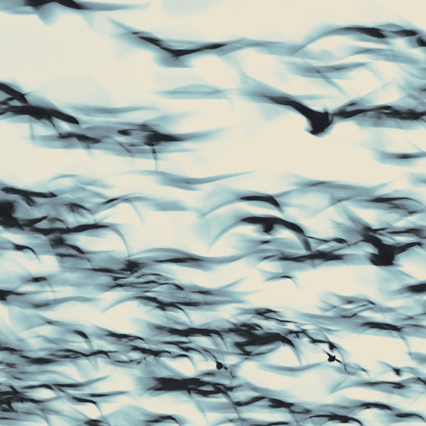 Bellbird - The Call LP NEW