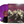 Haunt – Mosaic Vision LP USED Vinyl VG/VG++ Color Vinyl