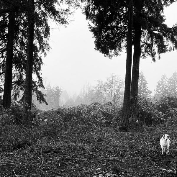 Kevin Shintaku - Power Napper LP NEW