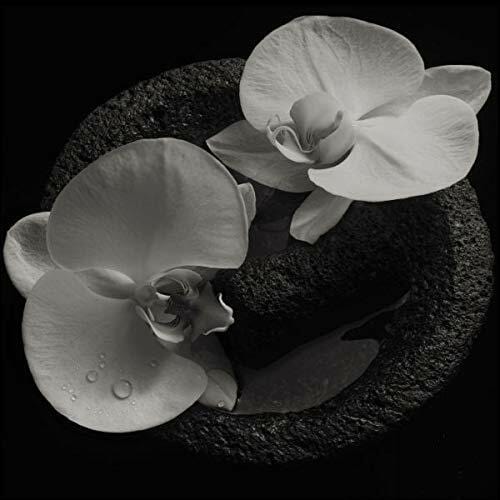 New Vinyl Mike Patton - Jean-Claude Vannier - Corpse Flower LP NEW 10017670
