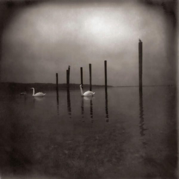 OM - Conference of the Birds LP NEW
